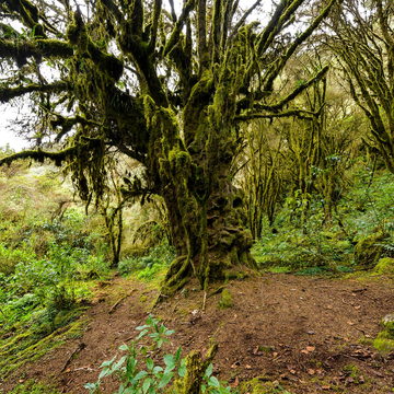 into the heart of ANDEAN FORESTS : Mother Intimpa, sacred tree